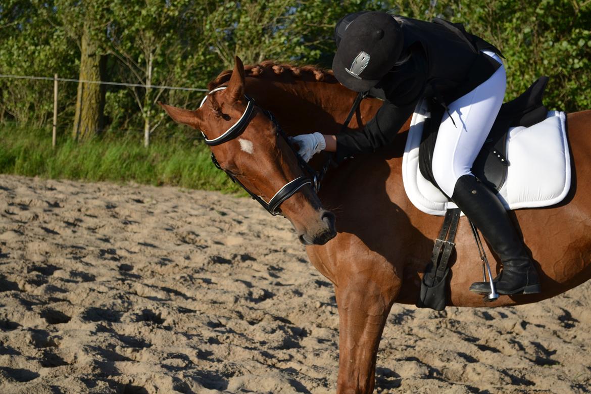 Dansk Varmblod Diana - nusse hoved! :D  billede 17