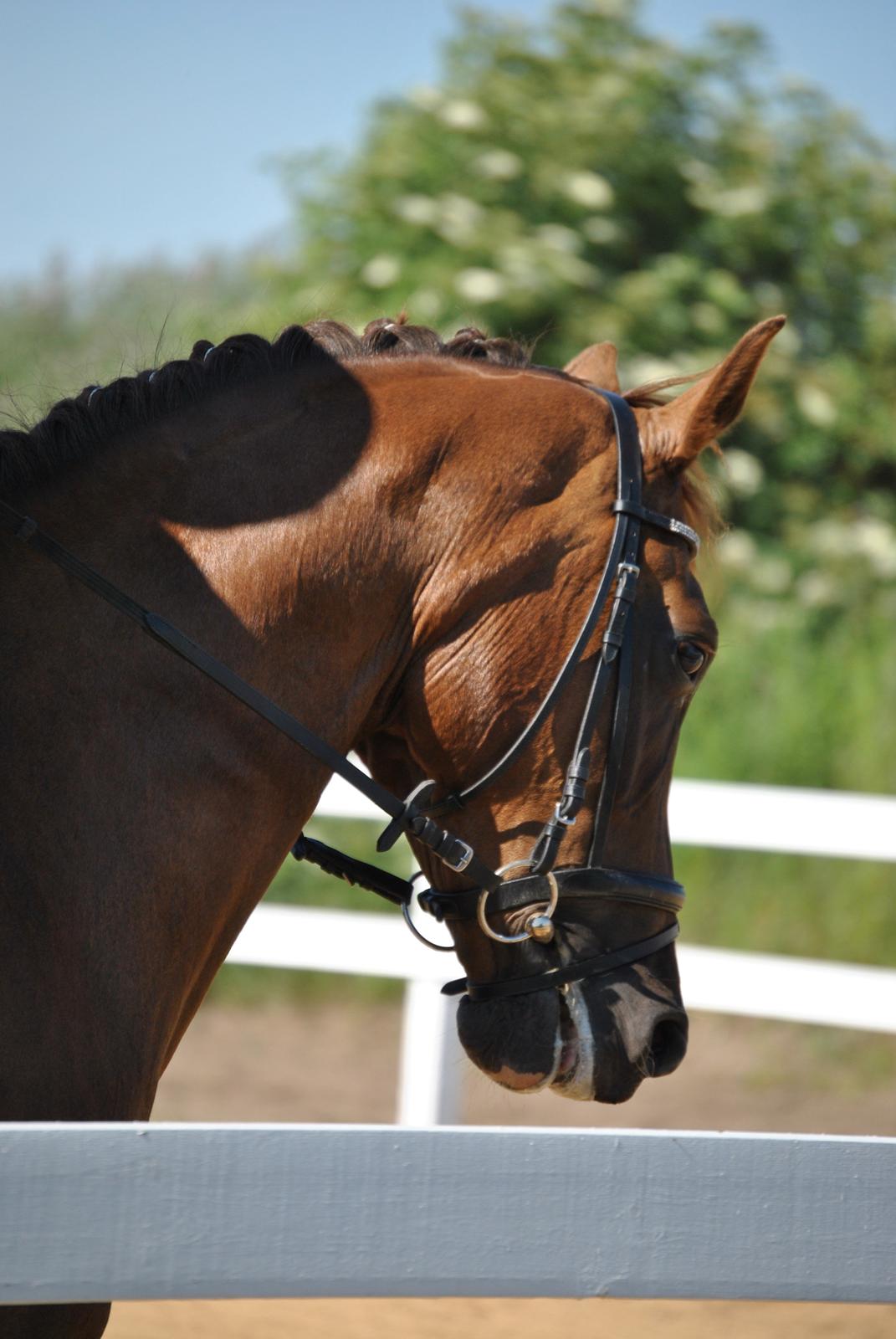 Hollandsk Varmblod Zafira - Dressurstævne på HOSK.. - Juli 2012 Foto: Sabrine Sørensen billede 15