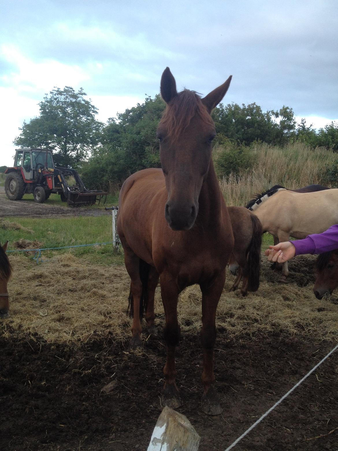 Anden særlig race Malibu<3 - nuttet <3
 billede 4
