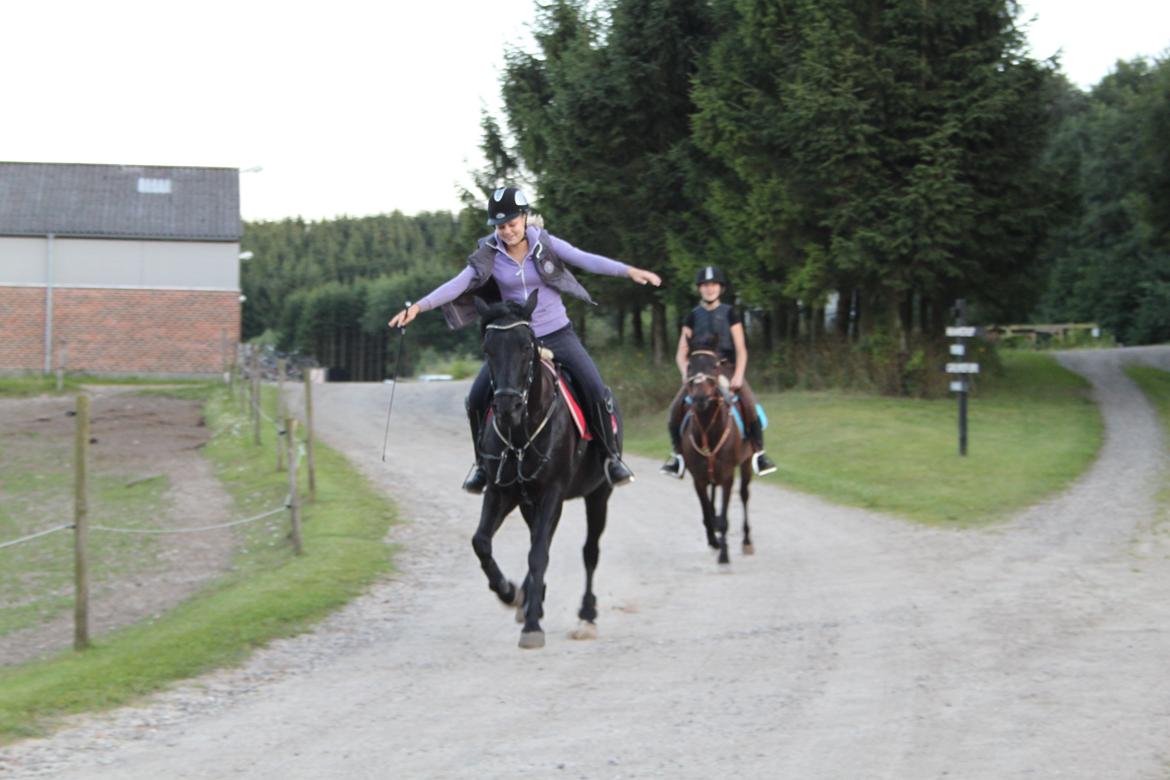 Anden særlig race Medomgårds Malle (Pensioneret) billede 9