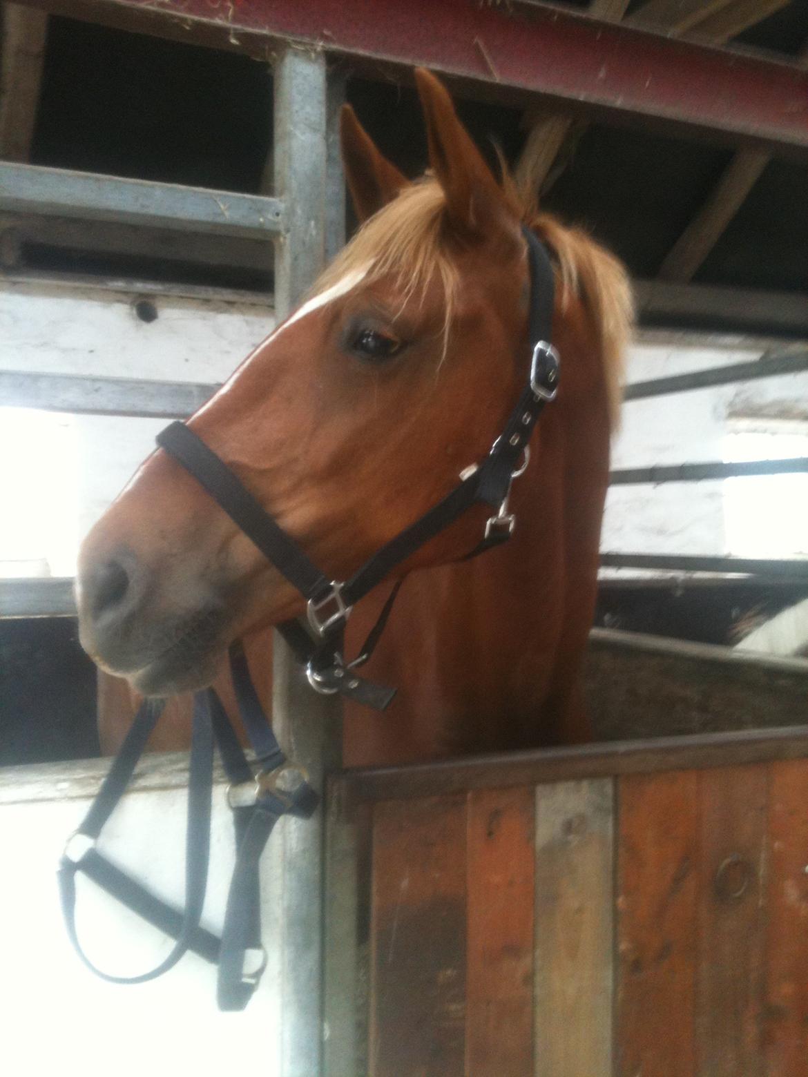 Frederiksborg Bakkegårds Nathasja billede 11