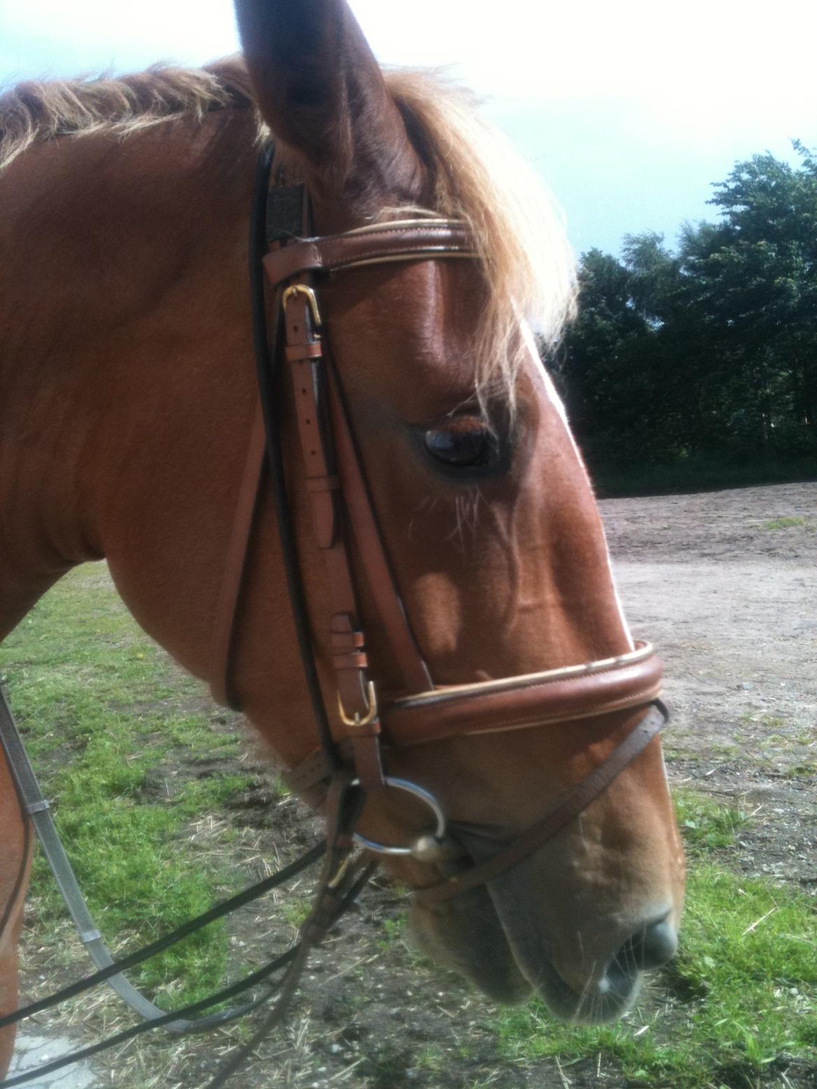 Frederiksborg Bakkegårds Nathasja billede 14