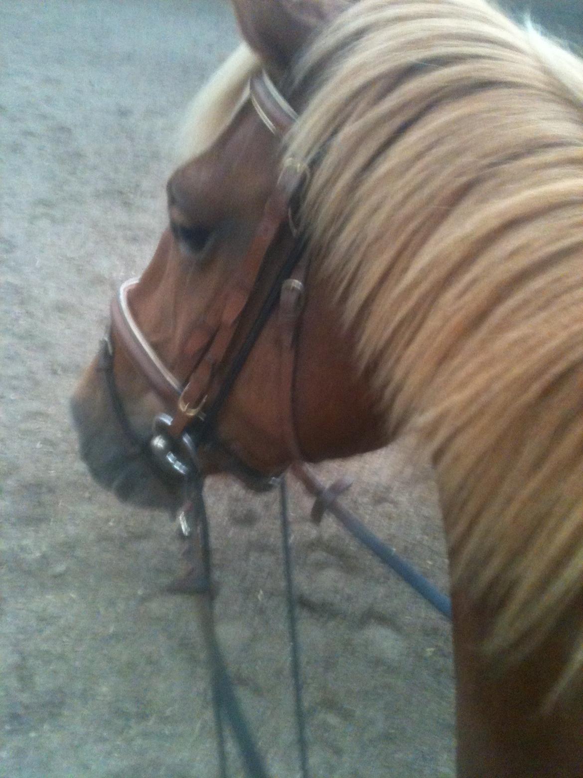 Frederiksborg Bakkegårds Nathasja billede 15