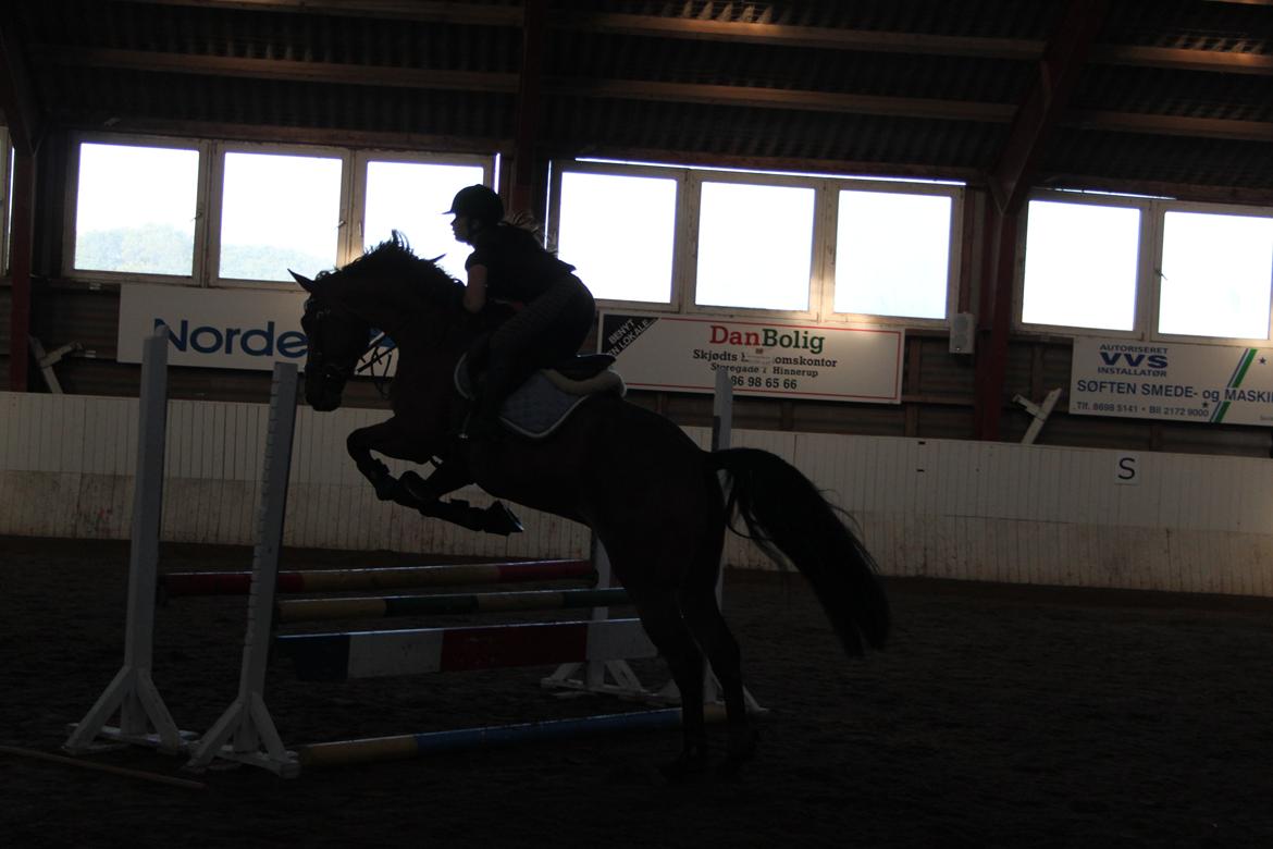 Dansk Varmblod Aprillo<3 - Springundervisning ved Jeff den 8.august 2012.
Foto: Stinne <3 billede 12