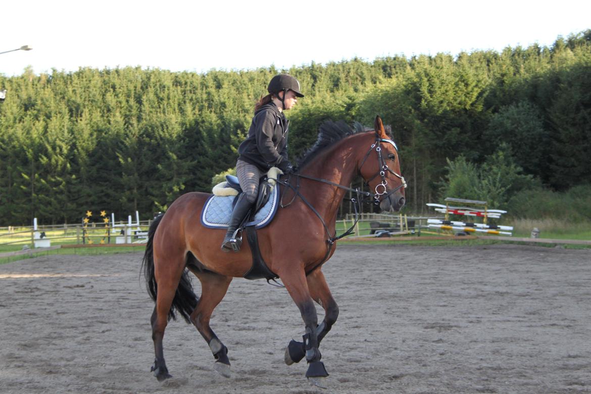 Dansk Varmblod Aprillo<3 - Opvarmning til springundervisning den 8.august 2012 <3 Foto: Stinne<3 billede 15