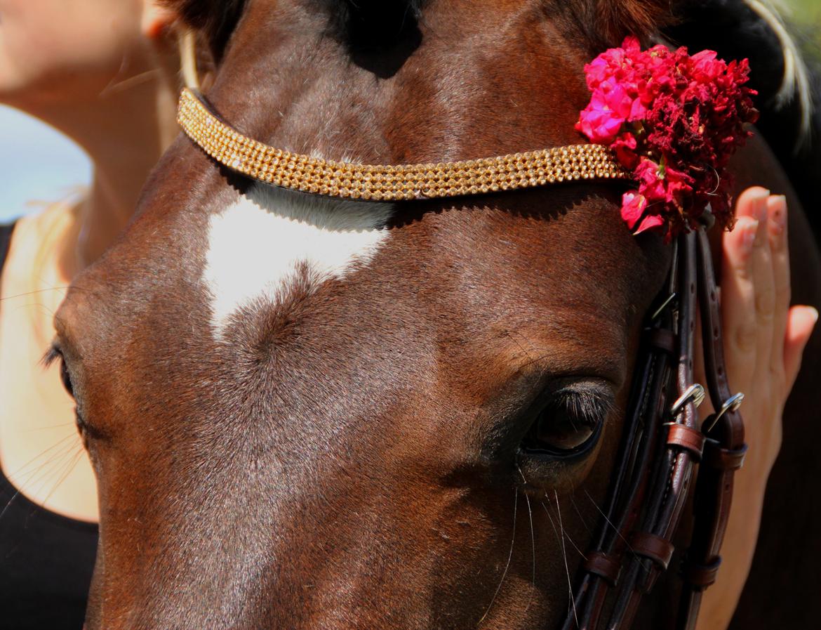 Anden særlig race Bakkegårdens Playboy - Stjerne ponyen! Du min for altid - Du skal aldrig videre til en anden! Det er du både for køn og sød til. Du og jeg for altid <3<3 *Foto Christine* [2012] billede 17