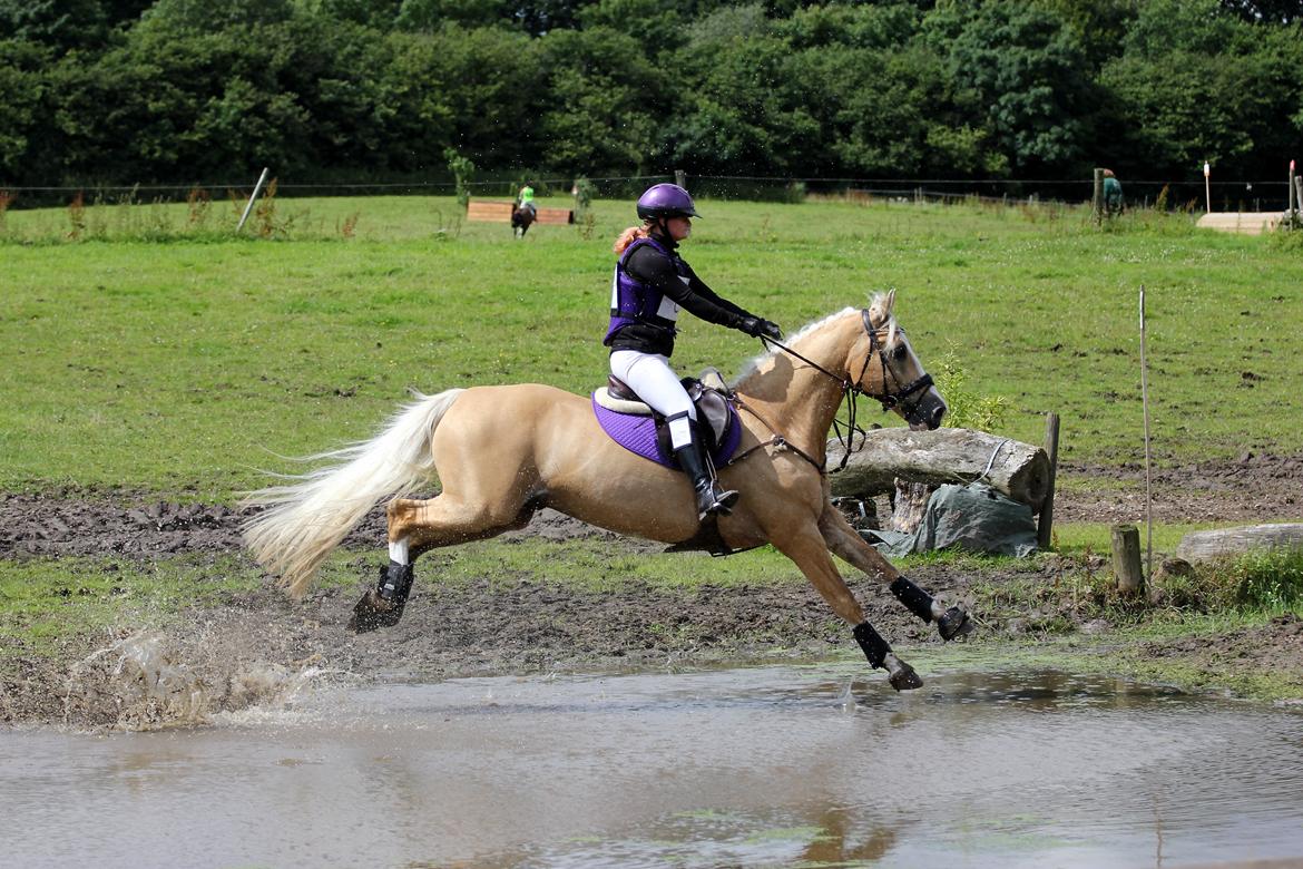 Palomino Coco`s Calypso - cnc80 SRÅ julie 2012 billede 16