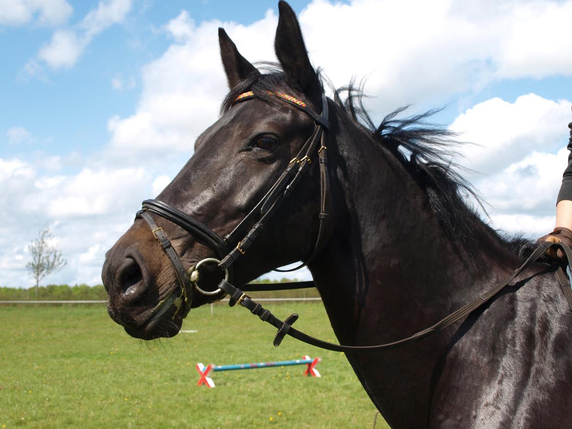 Anden særlig race Team STOPS Isabell billede 14