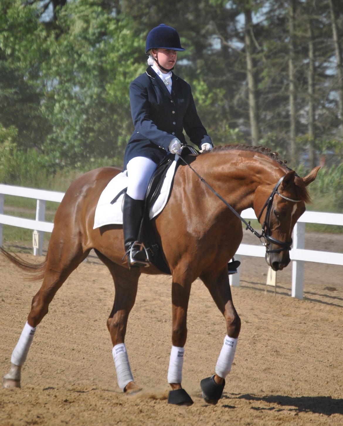 Hollandsk Varmblod Zafira - Dressurstævne på HOSK.. - Juli 2012 Foto: Sabrine Sørensen billede 16