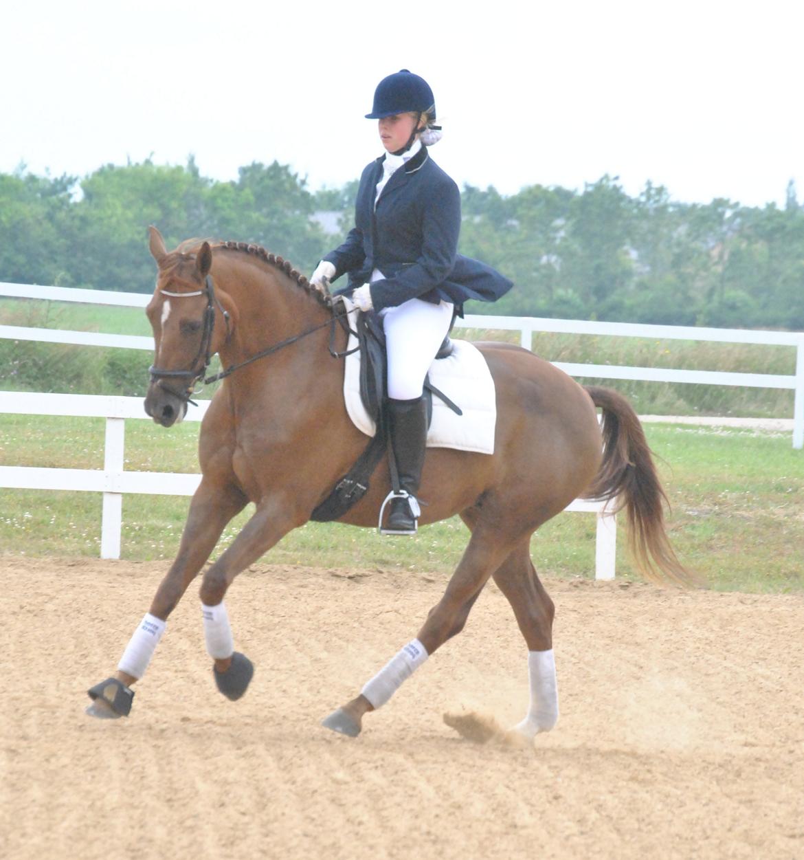 Hollandsk Varmblod Zafira - Dressurstævne på HOSK.. - Juli 2012 Foto: Sabrine Sørensen billede 17