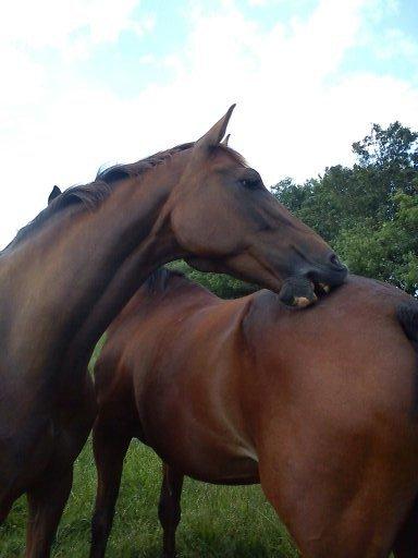 Hollandsk Varmblod Zafira - Folde.. - Juni 2012 Foto: Camilla Martensen billede 18