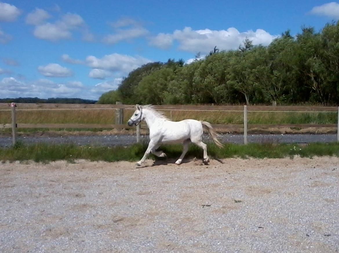 Welsh Mountain (sec A) Rosso Bianco - Pony i en flyvende trav ! :O
18-07-12 Foto : Mig billede 8