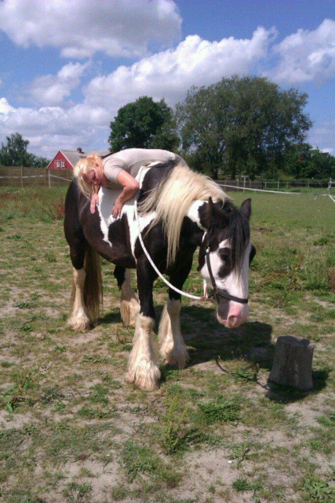 Irish Cob Troelsegårdens Mr OMalley - Er sgu stolt af den lille mand billede 16