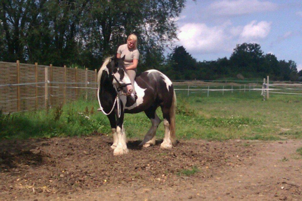 Irish Cob Troelsegårdens Mr OMalley - Og vupti, så var hun oppe på ryggen.. billede 17