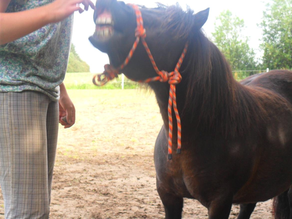 Shetlænder Hedelunds Malou billede 8
