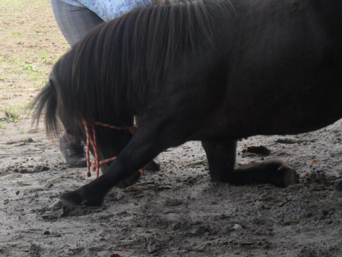 Shetlænder Hedelunds Malou billede 5