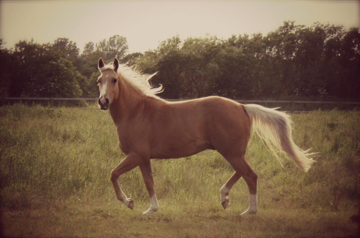 Quarter Roosters Final Pine - Den flotte fyr på folden! :o) Juni 2012 billede 2