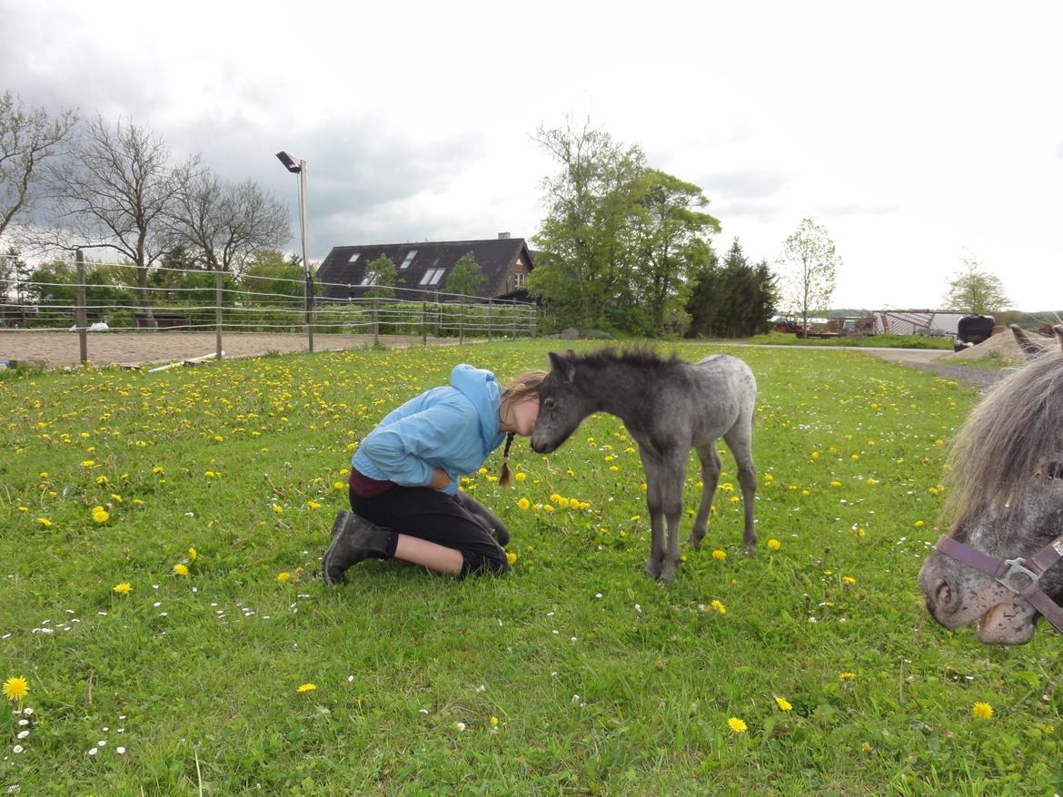 Knabstrupper Kastanielunds Palle - mig og palle billede 2