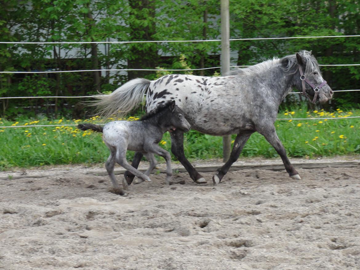 Knabstrupper Kastanielunds Palle billede 3