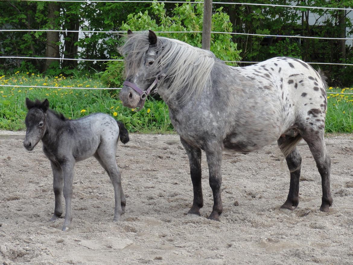 Knabstrupper Kastanielunds Palle billede 4
