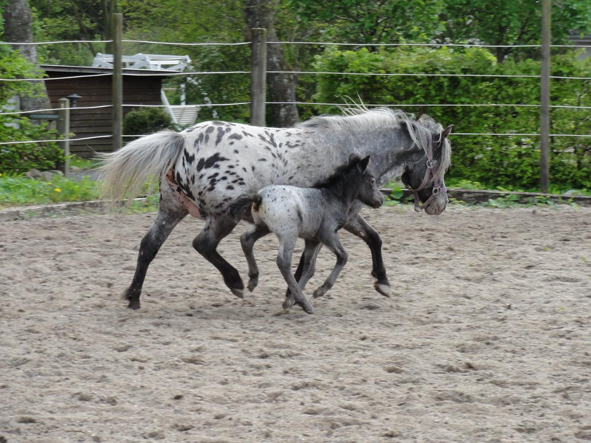 Knabstrupper Kastanielunds Palle billede 6
