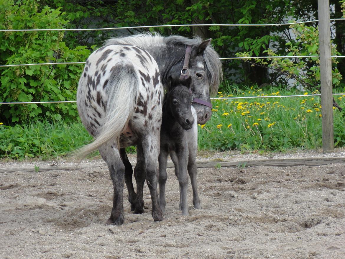 Knabstrupper Kastanielunds Palle - palle og hans mor perle billede 7