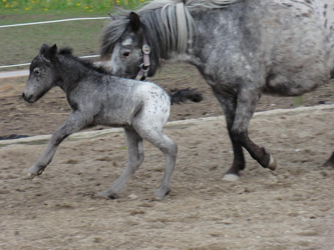 Knabstrupper Kastanielunds Palle billede 8