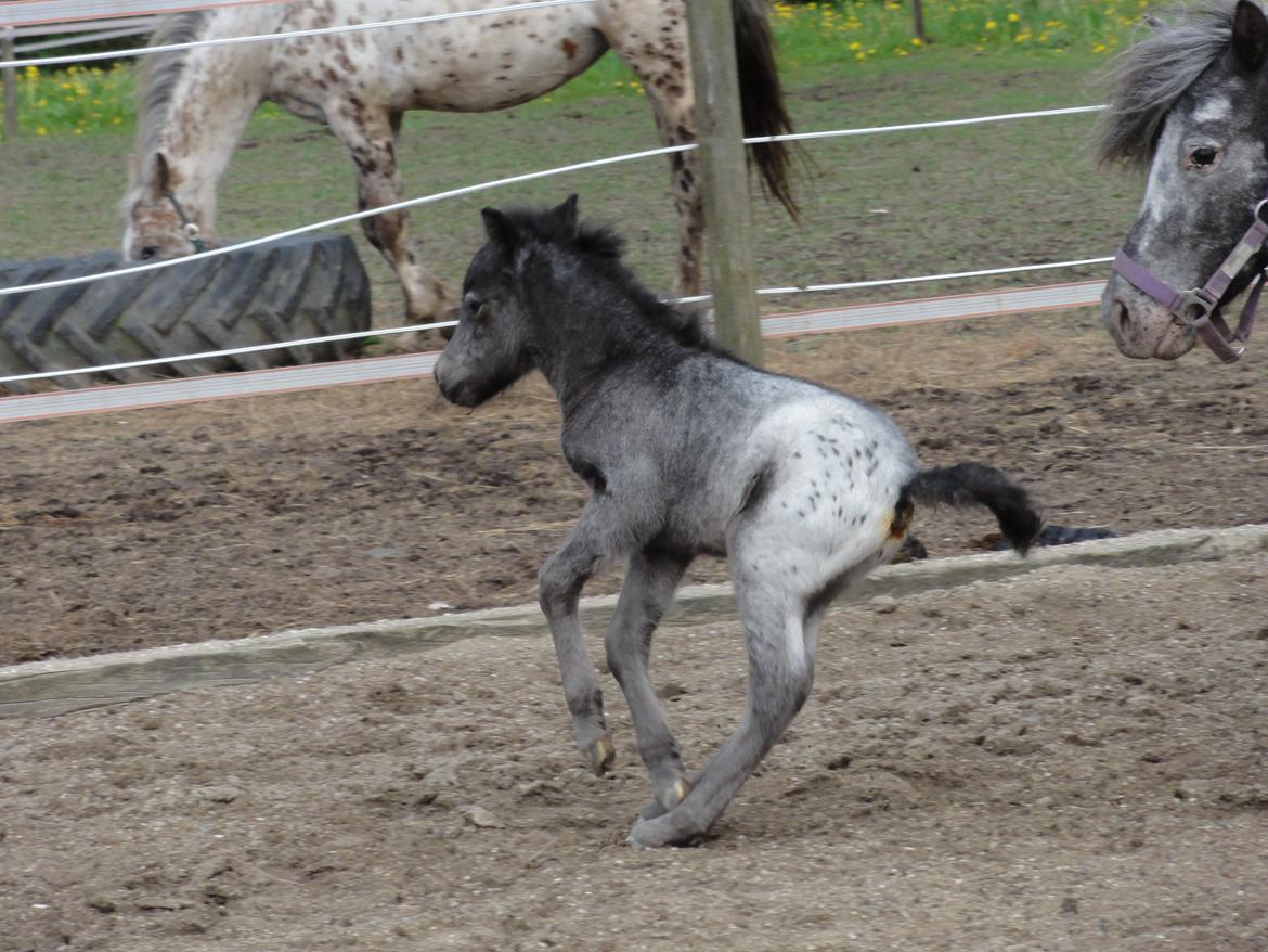 Knabstrupper Kastanielunds Palle billede 9