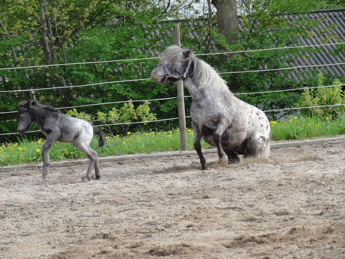 Knabstrupper Kastanielunds Palle billede 10