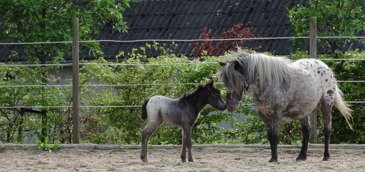 Knabstrupper Kastanielunds Palle - palle og mor perle billede 1