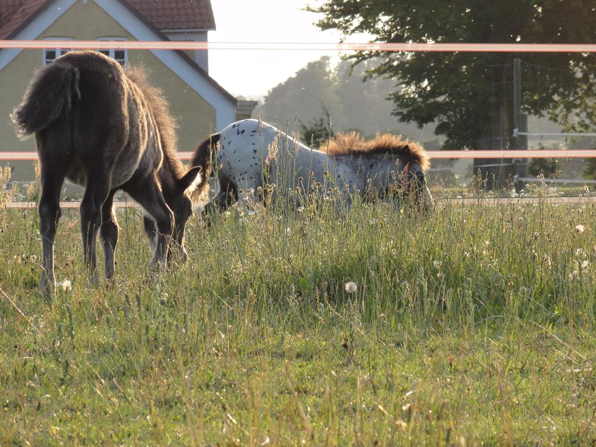 Knabstrupper Kastanielunds Palle billede 11