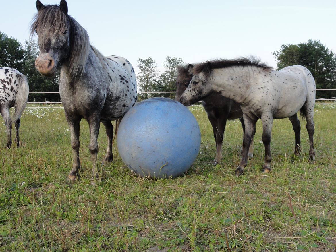 Knabstrupper Kastanielunds Palle - palle ser en heste fodbold for første gang billede 12