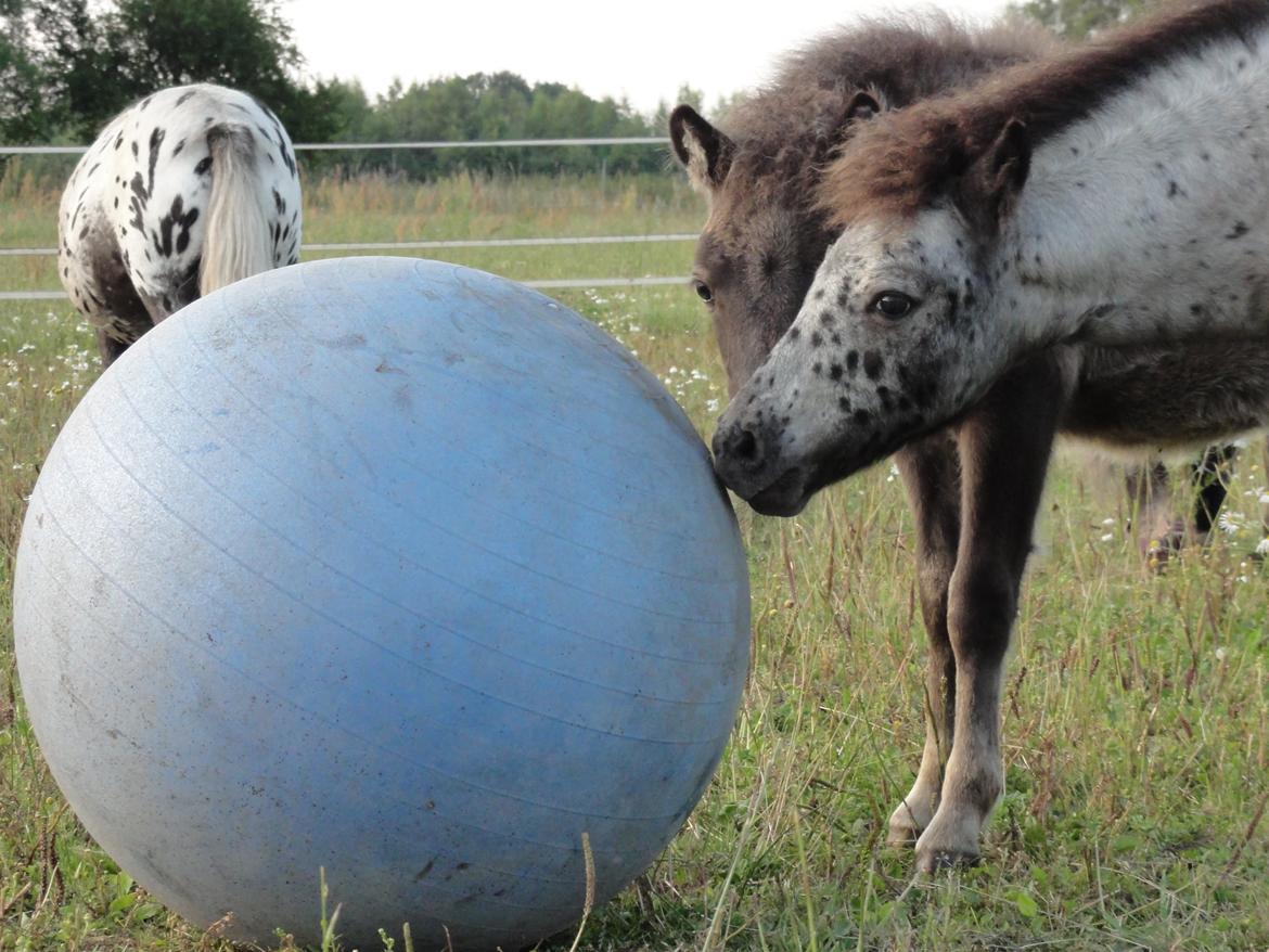 Knabstrupper Kastanielunds Palle billede 13