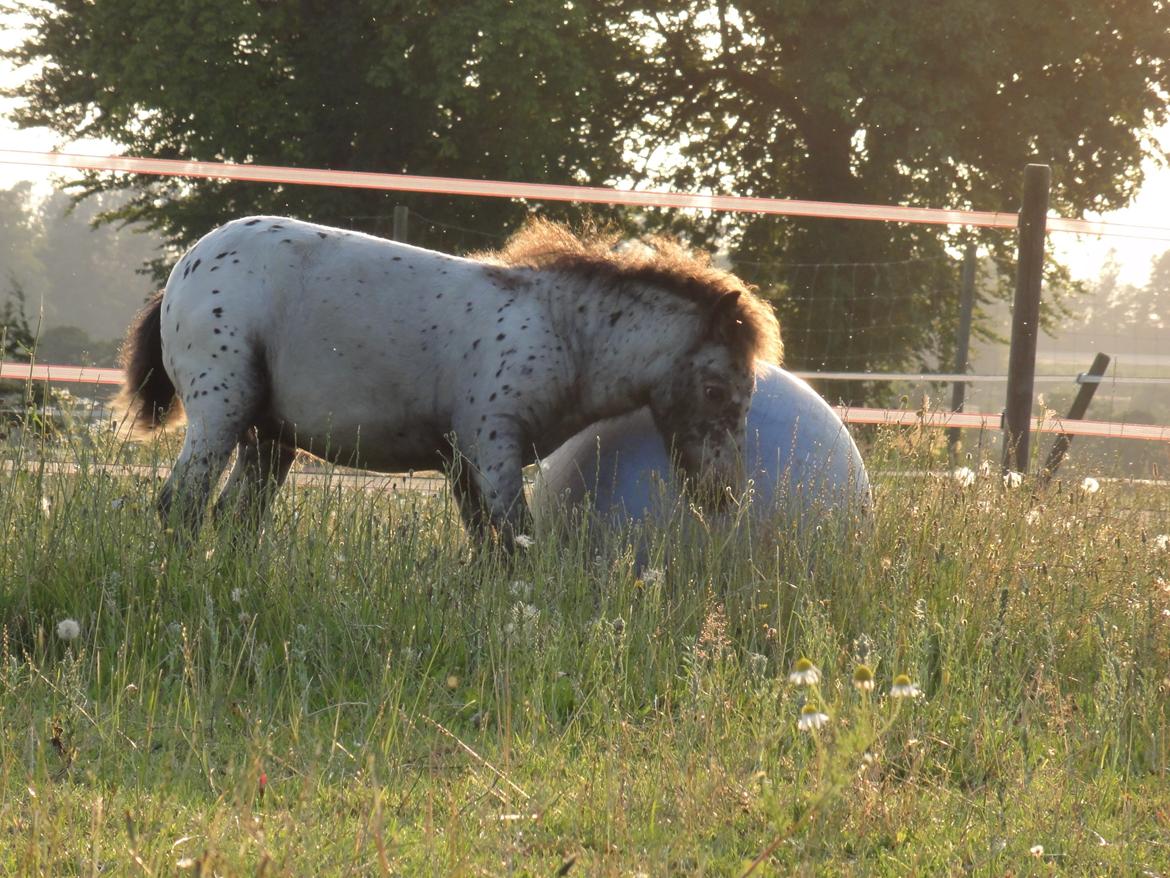 Knabstrupper Kastanielunds Palle billede 15