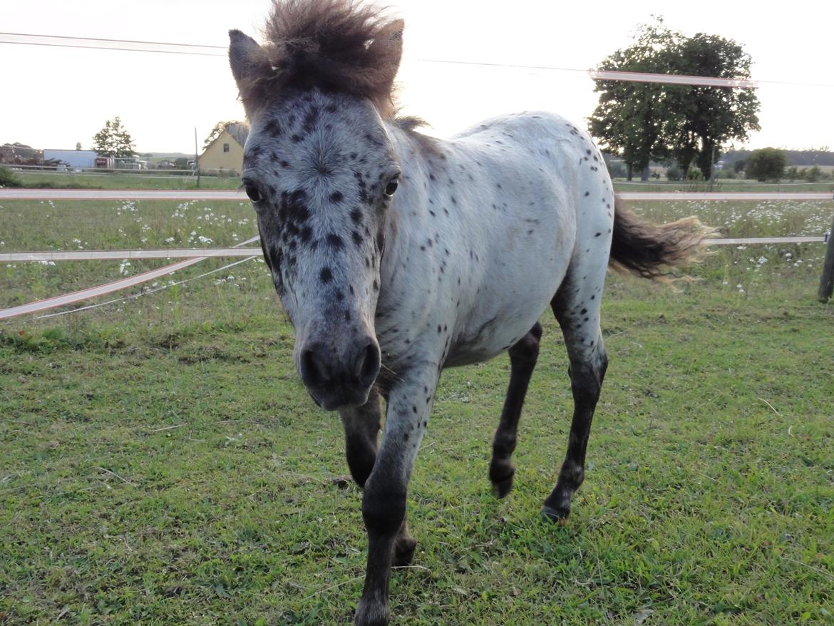 Knabstrupper Kastanielunds Palle - han har som i kan se skiftet farve :) billede 16