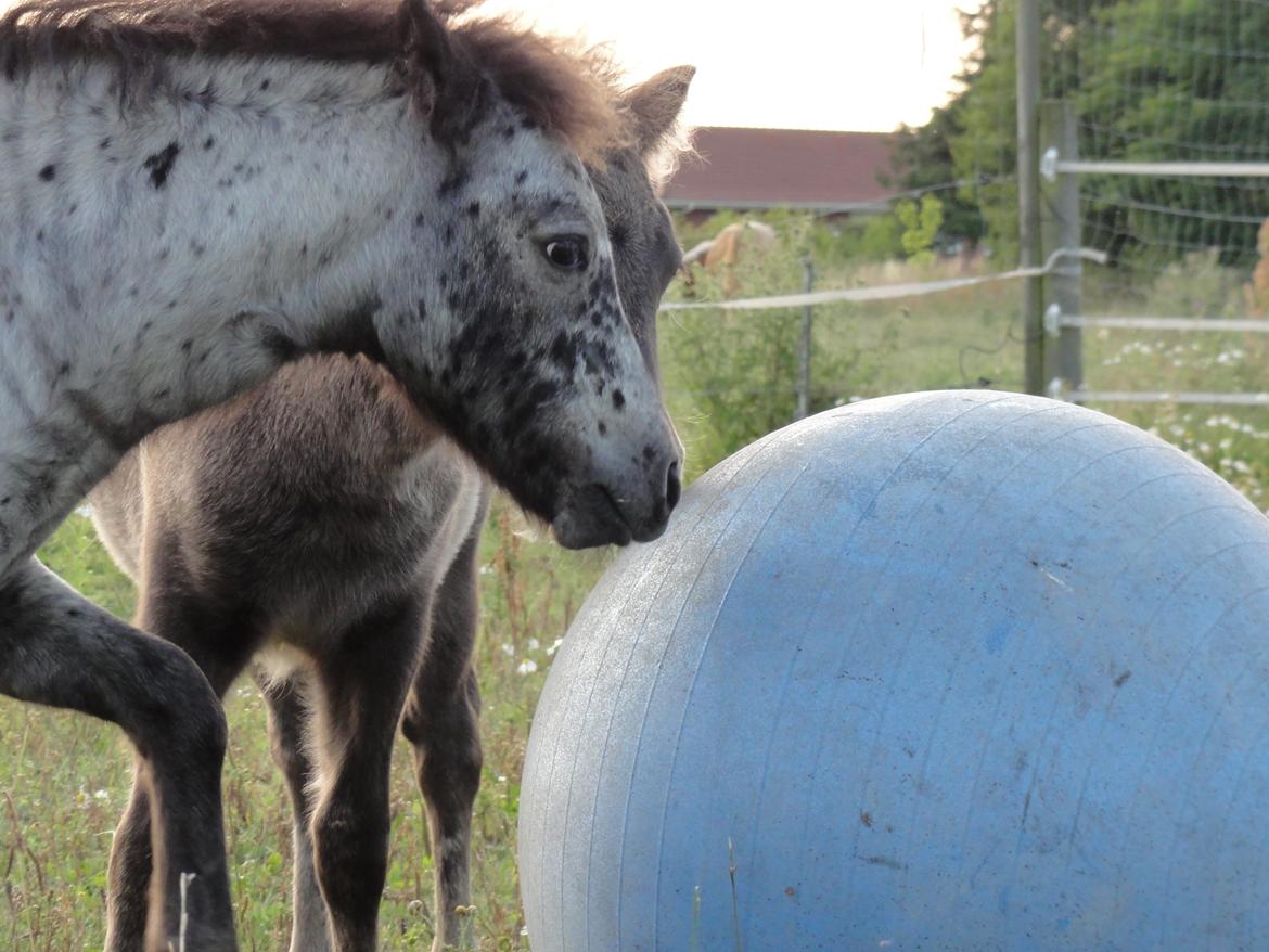 Knabstrupper Kastanielunds Palle billede 17