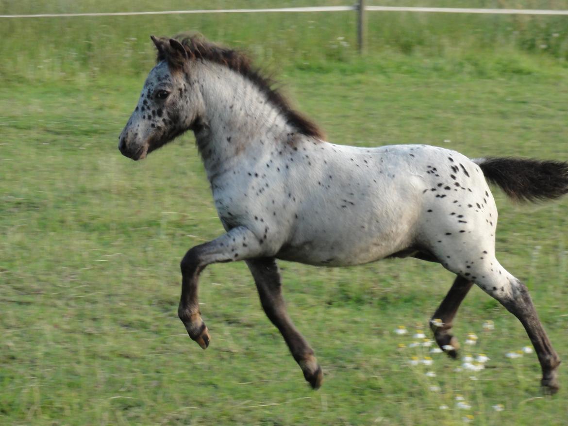 Knabstrupper Kastanielunds Palle billede 18