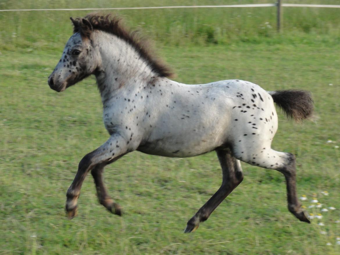 Knabstrupper Kastanielunds Palle billede 19