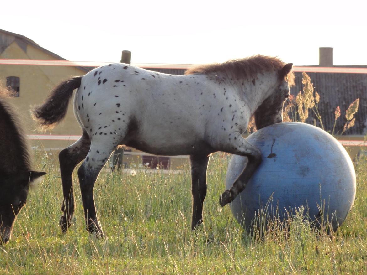 Knabstrupper Kastanielunds Palle billede 20