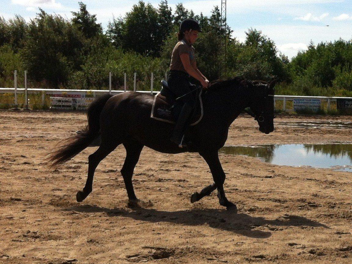 Knabstrupper Bendorff's Bella billede 4