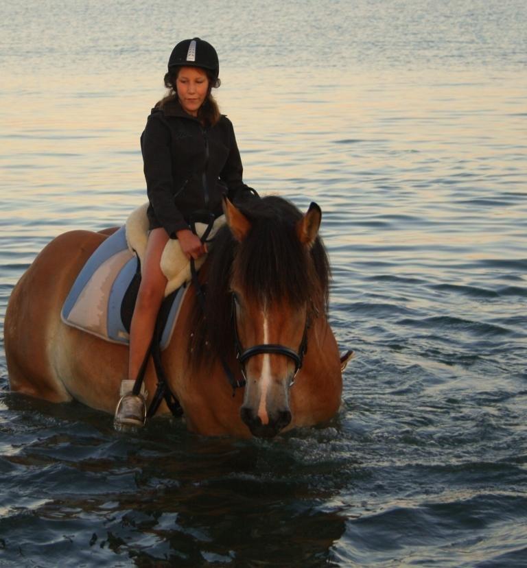 Belgier Sascha *My Soulmate* - en tidlig (04:30) morgen tur til vandet på ridelejen :D  billede 5