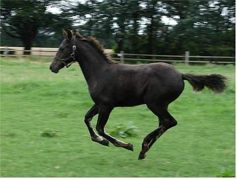 Knabstrupper Bendorff's Bella billede 20