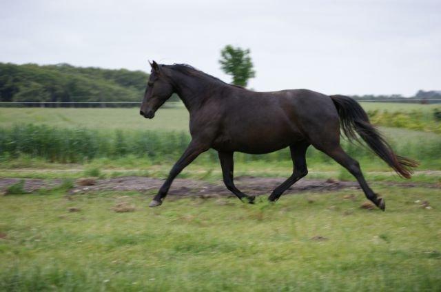 Knabstrupper Bendorff's Bella billede 19