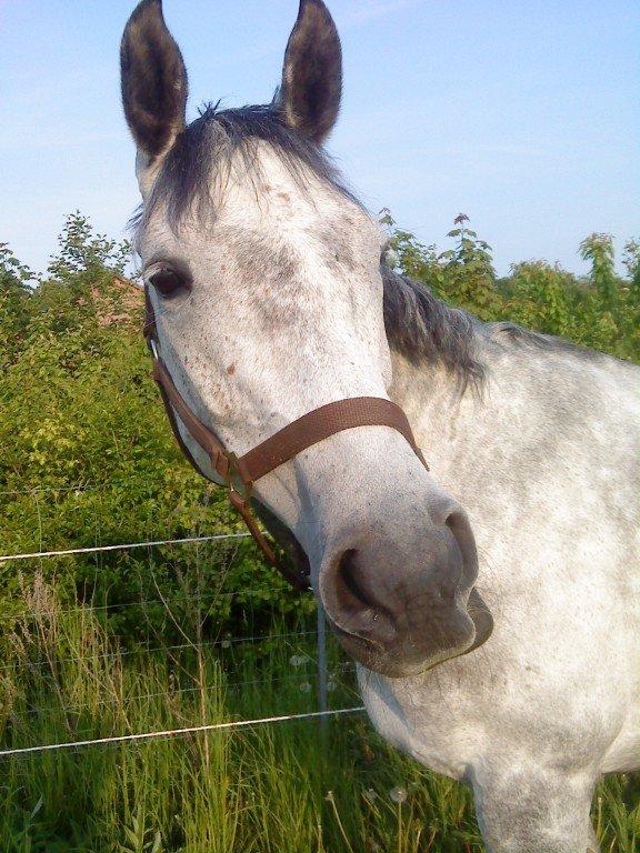 Anglo Araber (AA) Cordoza's miss Aorgani billede 2