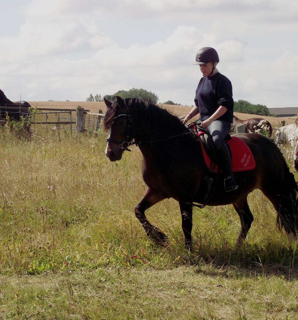 Welsh Pony af Cob-type (sec C) Haymo's Surprise - Dagens undervisning, d. 9-8-12. billede 19