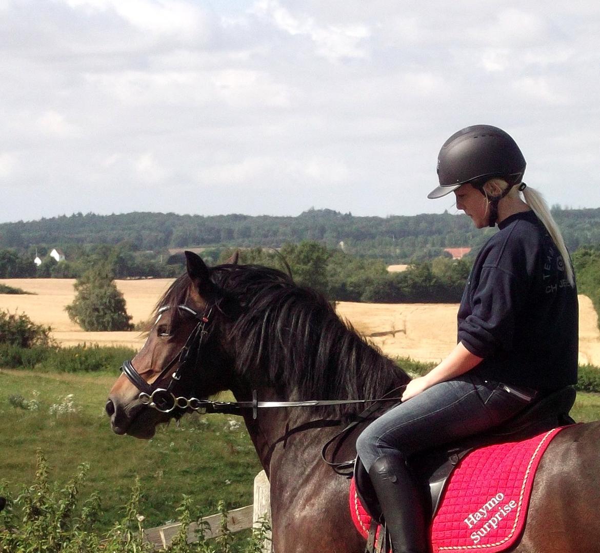 Welsh Pony af Cob-type (sec C) Haymo's Surprise - Dagens træning og undervisning.  billede 20