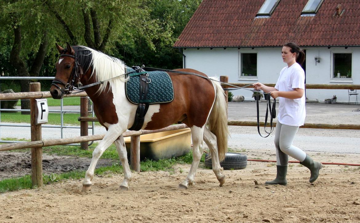 Welsh Cob (sec D) / Pinto - Skovbjerggårds Lukas (SOLGT) - Igang med at tilkøre Lukas, 2012 billede 7