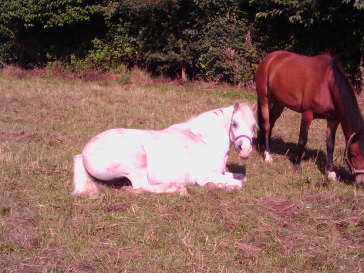 Anden særlig race Bella <3 Hvil i fred  <3 - 

d.07.08.12 (første gang jeg så bella lagde ned) billede 4