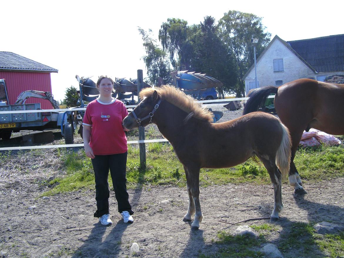 Islænder Grímséy fra Isfryd billede 15