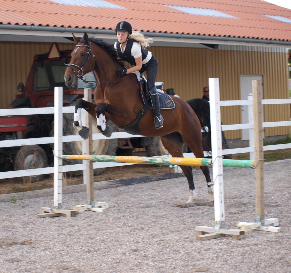 Dansk Varmblod Lillelunds Manja - Min Dejlige spring hoppe. 
Giv en bedømmelse og måske en lille kommentar, hvis jeg skal kigge forbi :)  billede 4